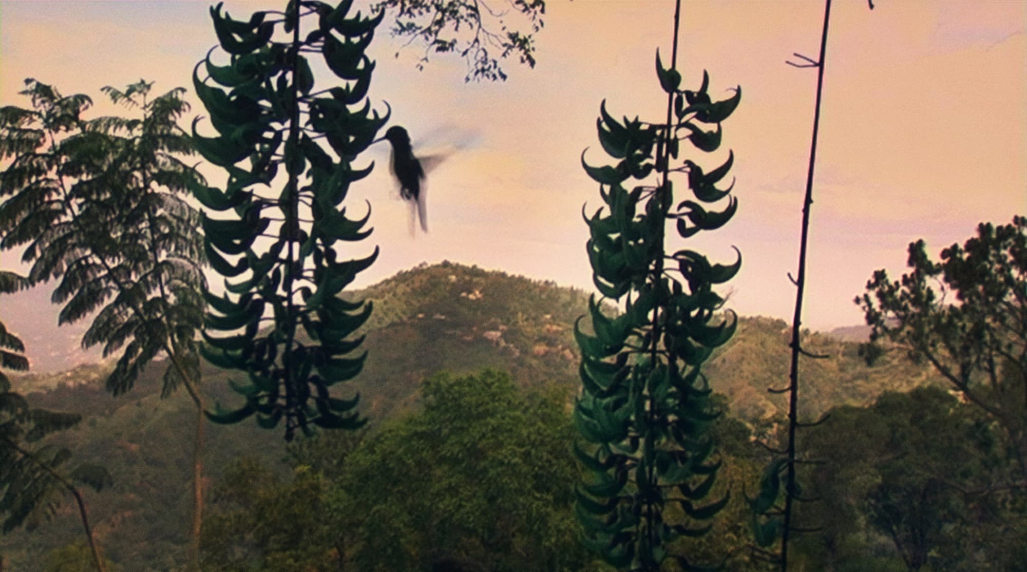 GJ_Pic24 Jamaica Hummingbird